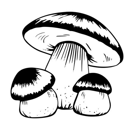 Vector black and white porcini mushrooms doodle style isolated on white backgroundのイラスト素材