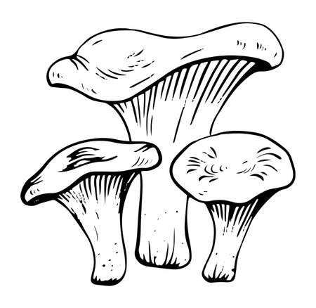 Vector black and white chanterelle mushrooms doodle style isolated on white backgroundのイラスト素材