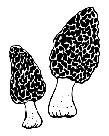 Vector black and white morel mushrooms doodle style isolated on white backgroundのイラスト素材