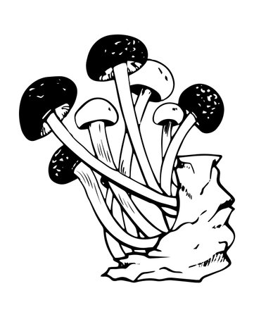 Vector black and white shimeji mushrooms doodle style isolated on white backgroundのイラスト素材