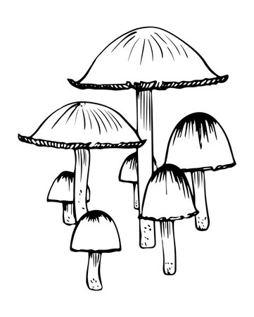 Vector black and white amanita mushrooms doodle style isolated on white backgroundのイラスト素材