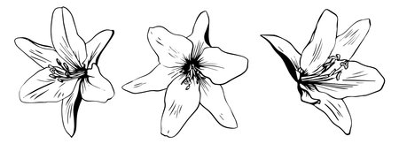 Three sketch style lily flowers black outline isolated on white backgroundのイラスト素材