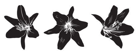 Vector set of black silhouette lily flowers isolated on white backgroundのイラスト素材