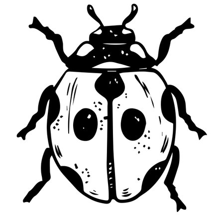 Single sketch style ladybug illustration black lineart isolated on white backgroundのイラスト素材