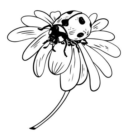 Single sketch style ladybug on daisy flower illustration black lineart isolated on white backgroundのイラスト素材