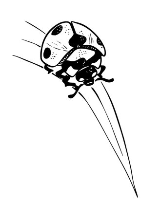 Sketch style ladybug crawling on grass straw black lineart isolated on white backgroundのイラスト素材
