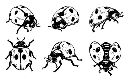 Sketch style six ladybug set illustration black lineart isolated on white backgroundのイラスト素材