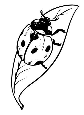 Sketch style ladybug crawling on leaf black lineart isolated on white backgroundのイラスト素材