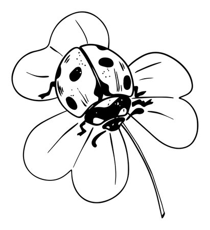 Sketch style ladybug crawling on trefoil leaf black lineart isolated on white backgroundのイラスト素材