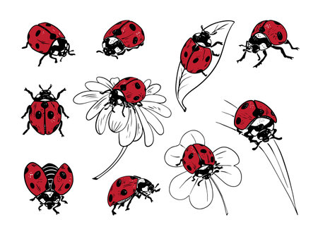 Sketch style ladybug set illustration black lineart red fill isolated on white backgroundのイラスト素材