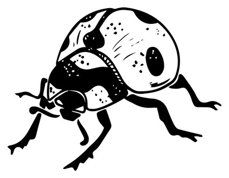 Single sketch style crawling side view ladybug black lineart isolated on white backgroundのイラスト素材