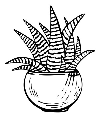 Potted houseplant Haworthia vector illustration. Zebra succulent outline style. Isolated on white backgroundのイラスト素材
