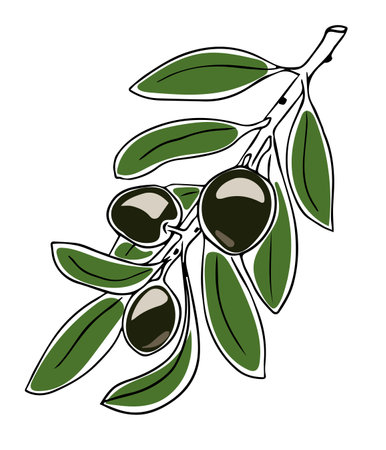 Vector hand drawn doodle of olive branch isolated on white backgroundのイラスト素材
