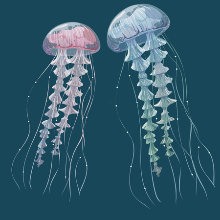 Detailed transparent jellyfish. Pink and blue sea jelly on blue background. Vector illustrationのイラスト素材