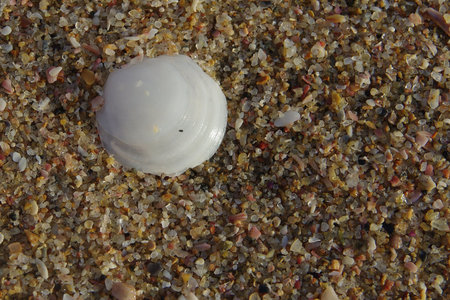 A lone seashell on the beach