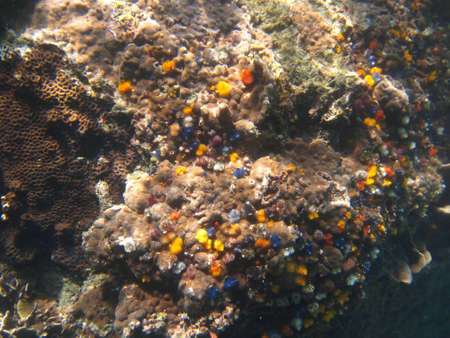 Coral Reef 3の写真素材