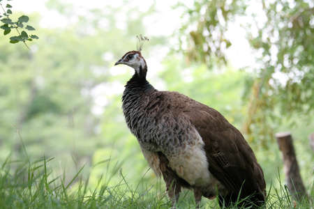 Peacockの写真素材