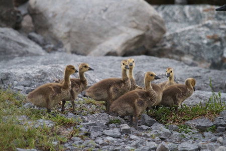 A group of goslings stands on some rocks