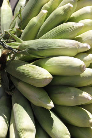 Fresh Cornの写真素材