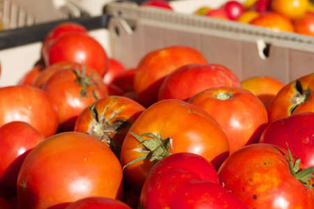 Fresh Tomatoesの写真素材