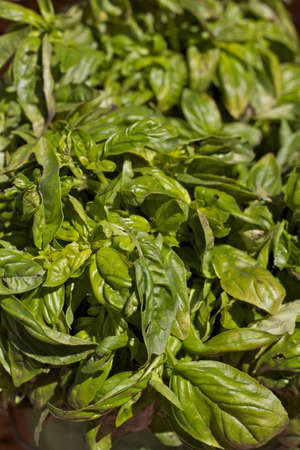 Fresh Basil Leavesの写真素材