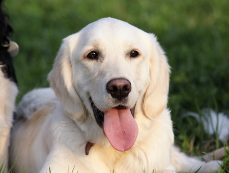 golden retriever
