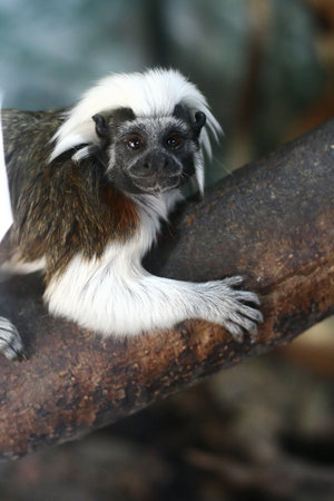 small monkeyの写真素材