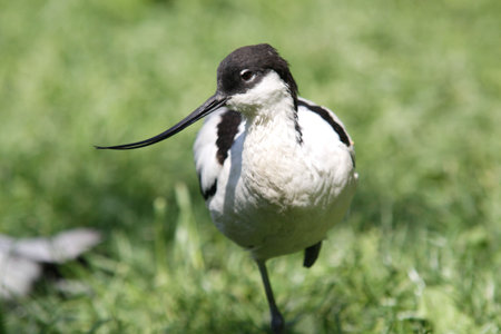 stiltの写真素材
