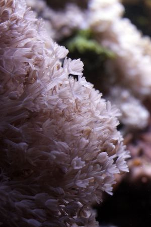 coralsの写真素材