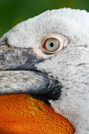 pelicanoの写真素材