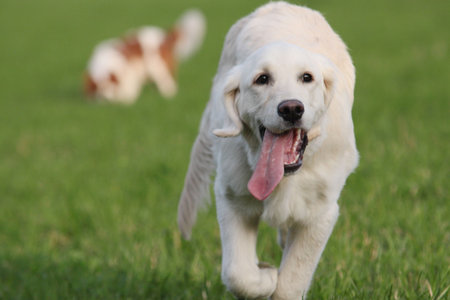 running golden retriever