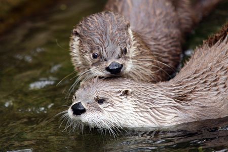 otters in the waterの写真素材