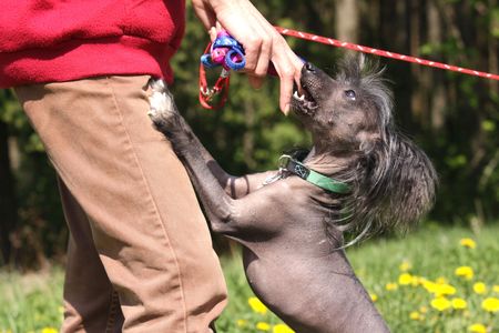 peruvian hairless dogの写真素材