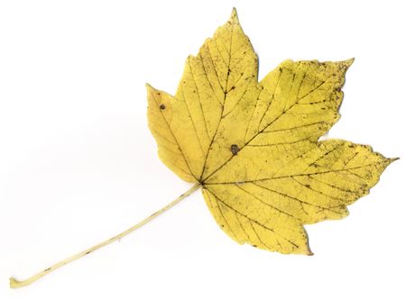 maple leafの写真素材