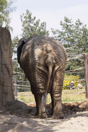 elephantの写真素材