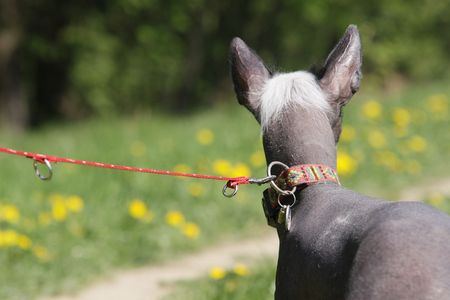 peruvian hairless dogの写真素材