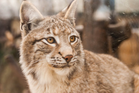 lynx