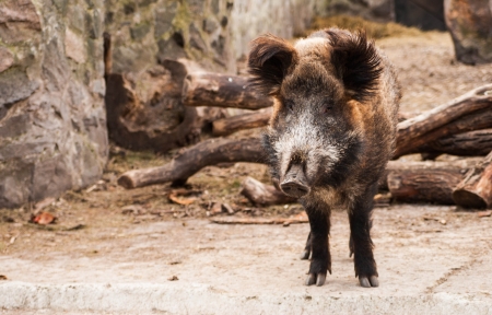 wild wild boarの写真素材