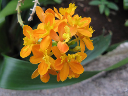 Tropical flower