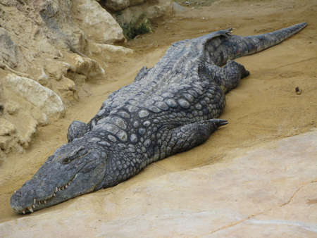 Crocodileの写真素材