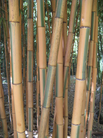Bambooの写真素材