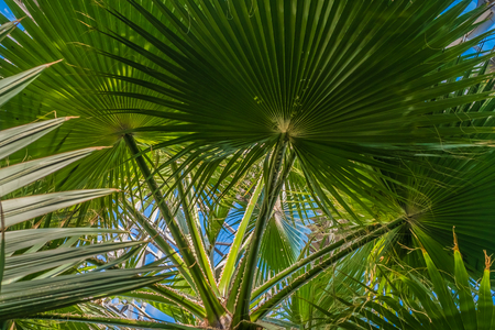 Bright green coconut palm leaves on  blue backgroundの写真素材