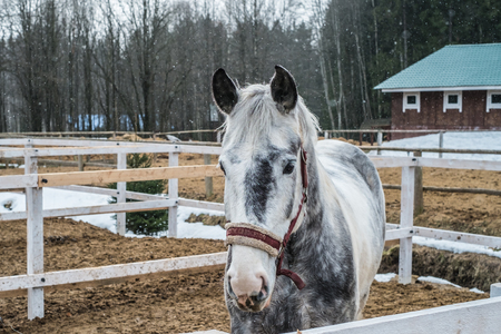 White pale horse in stable in winterの写真素材