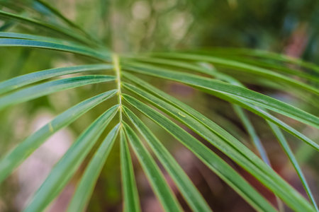 Bright green tropical palm leaf closeup  view