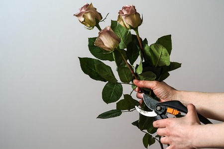 Florist hands cutting bunch of fresh pink roses.の写真素材