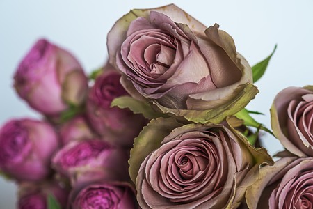 Bunch of fresh pink roses close up.の写真素材