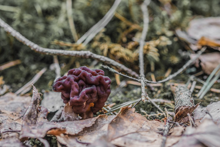 Fungus morel (Morchella esculenta)の写真素材