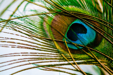 Peacock feather macro closeup on white background