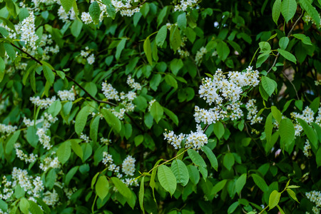 Branches of blossoming apple tree on garden backgroundの写真素材