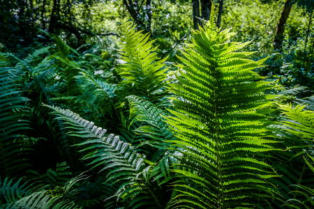 Bright green fern in a sun light as a background, close-up viewの写真素材